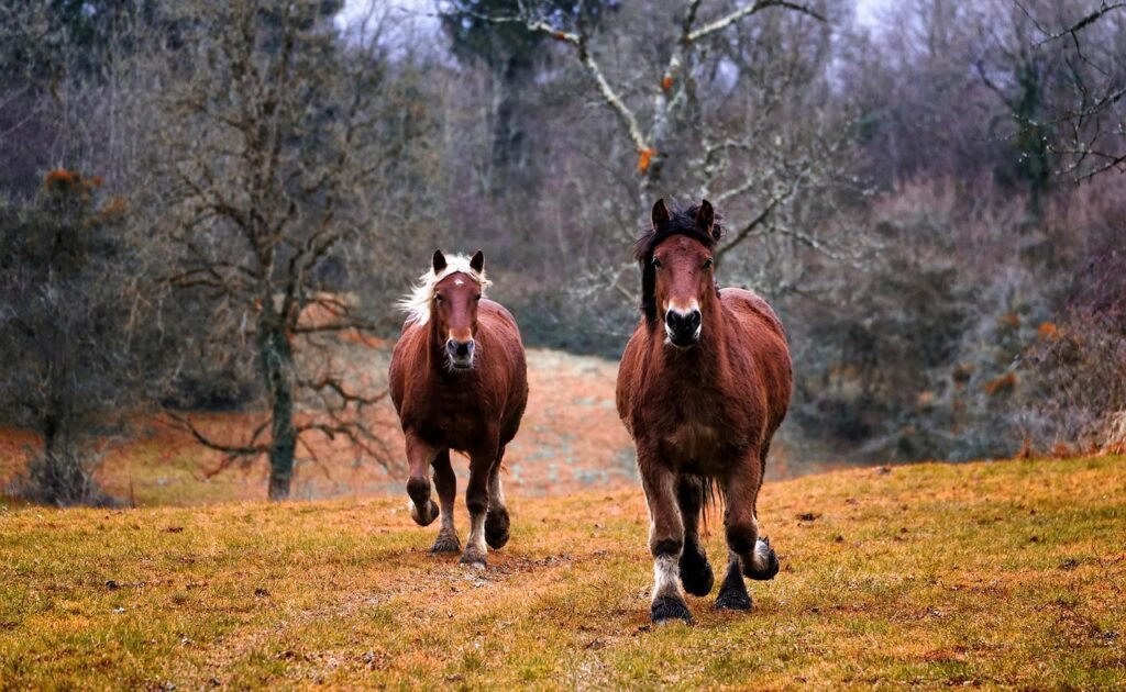 horses, animals, galloping, gallop, brown horses, equines, nature, mane, farm, rustic, pasture, horses, horses, horses, horses, horses, farm, farm