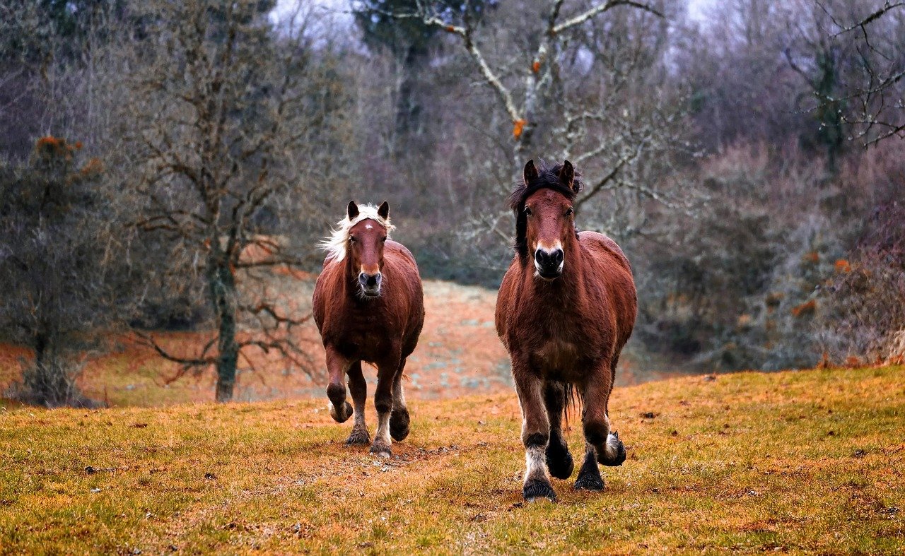De caballos regalados, créditos blandos y aportes reembolsables